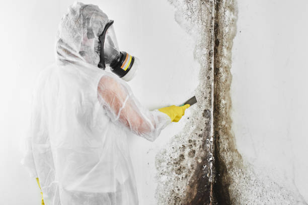 Best Black Mold Removal  in Bridgeport, OH