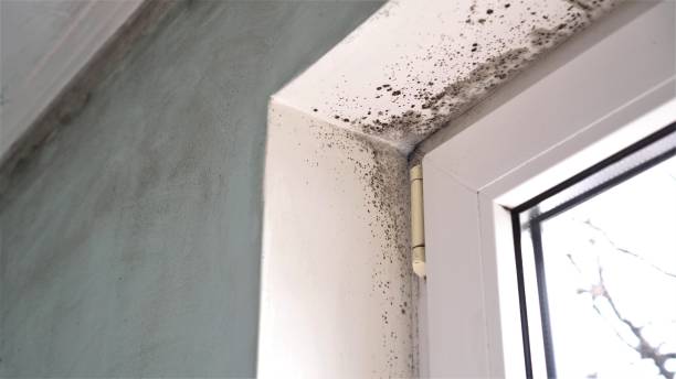 Best Professional Mold Removal  in Bridgeport, OH