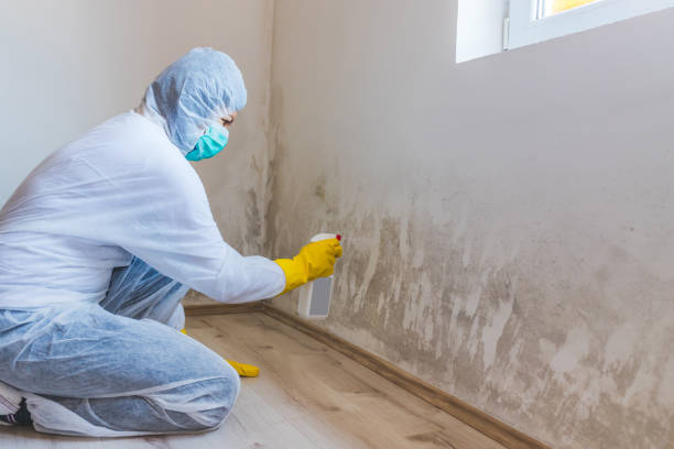 Home Mold Removal in Bridgeport, OH