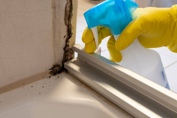 Home Mold Removal in Bridgeport, OH