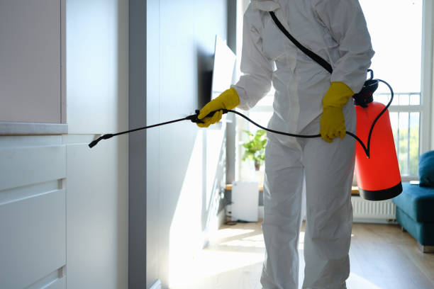 Best Mold Cleaning Services  in Bridgeport, OH