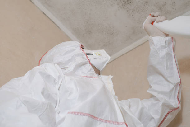 Mold Removal Process in Bridgeport, OH