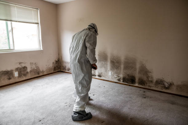 Best Attic Mold Removal  in Bridgeport, OH