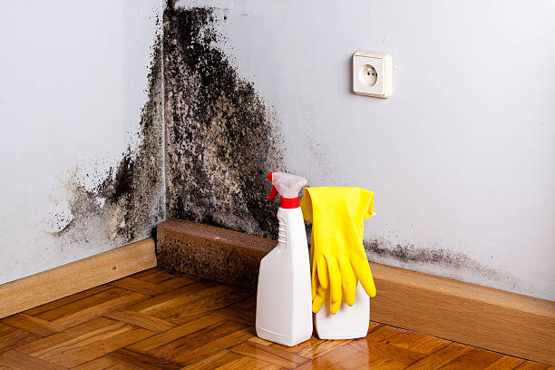 Best Mold Removal Company Near Me  in Bridgeport, OH