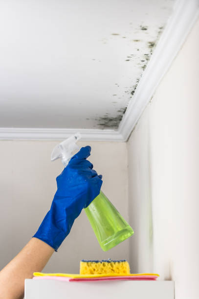 Trusted Bridgeport, OH Mold Removal Experts